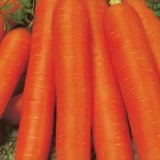 Kada sijati šargarepu u predgrađu